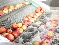Линия очистки и сортировки яблок