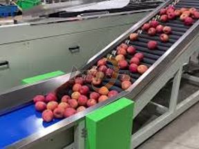 Сортировщик яблок по размеру