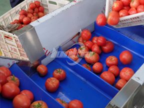 Линия по производству паровой очистки томатов