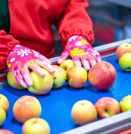 Линия очистки и сортировки яблок