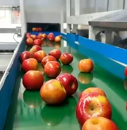 Линия очистки и сортировки яблок