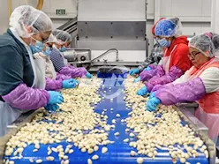 Линия по переработке чеснока