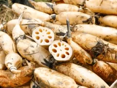 Машина для опрыскивания и очистки имбиря