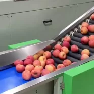 Сортировщик яблок по размеру