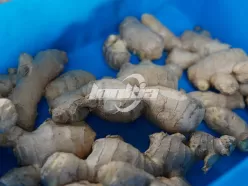 Машина для опрыскивания и очистки имбиря